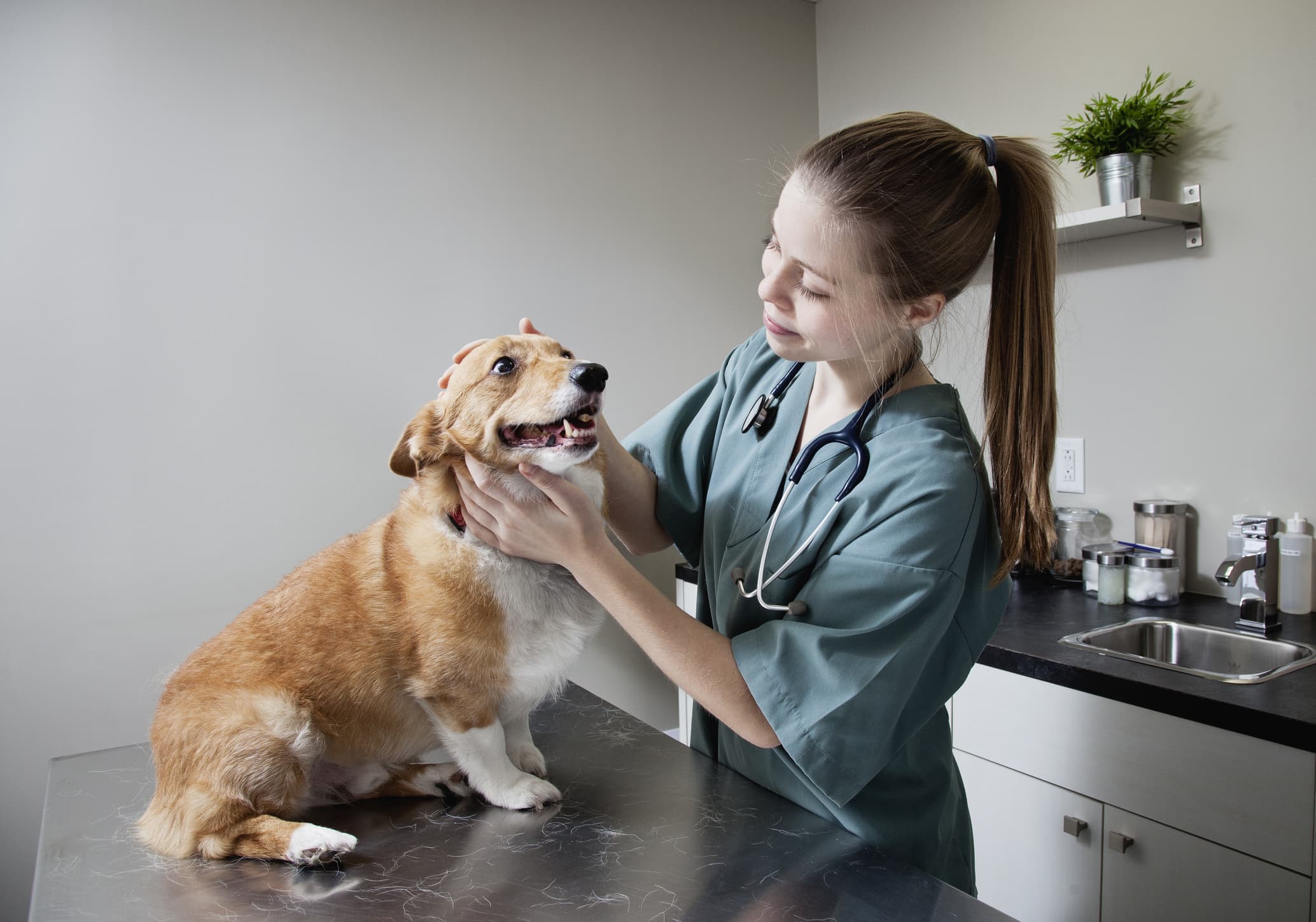 veterinarian-doing-a-checkup-on-a-dog-recession-proof-careers